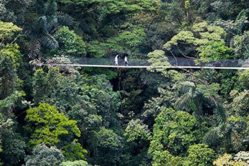 people walking on a suspension bridge over jungle in costa rica