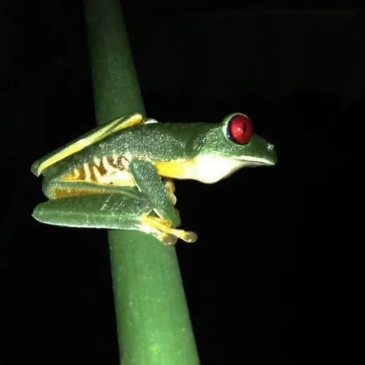 small green frog on tropical plant