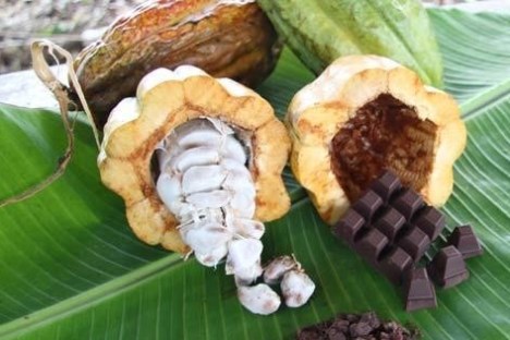 pieces of chocolate on green foliage