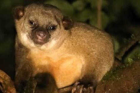 nocturnal creature in tropical forest at night