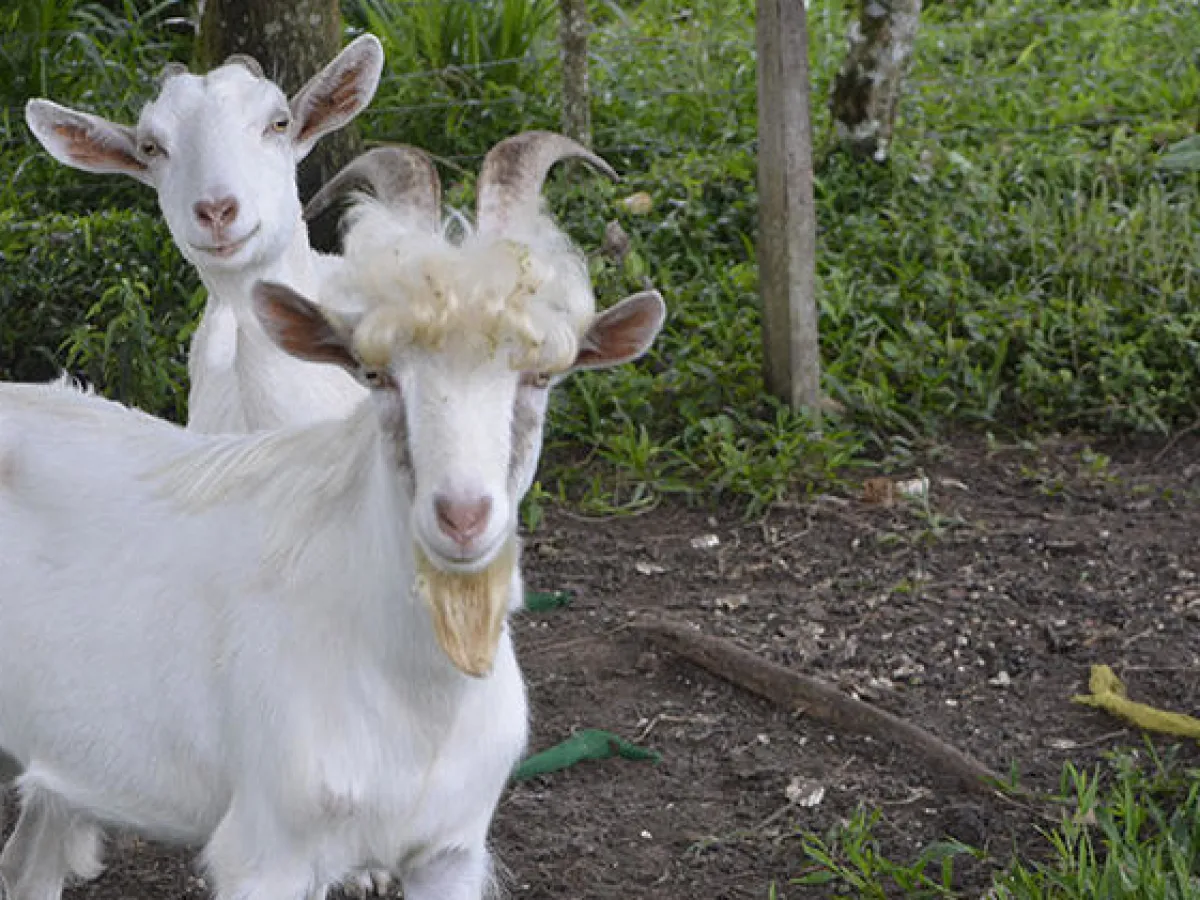 goats on an organic farm in costa rica