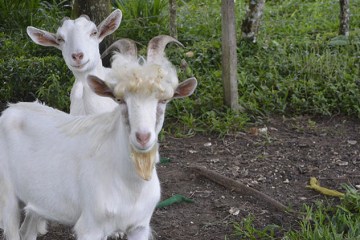goats on an organic farm in costa rica