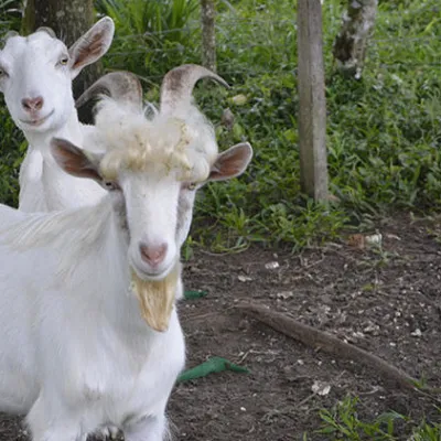 goats on an organic farm in costa rica