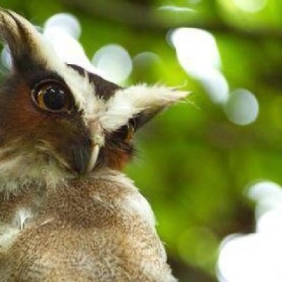 photo of an owl in tropical forest of costa rica