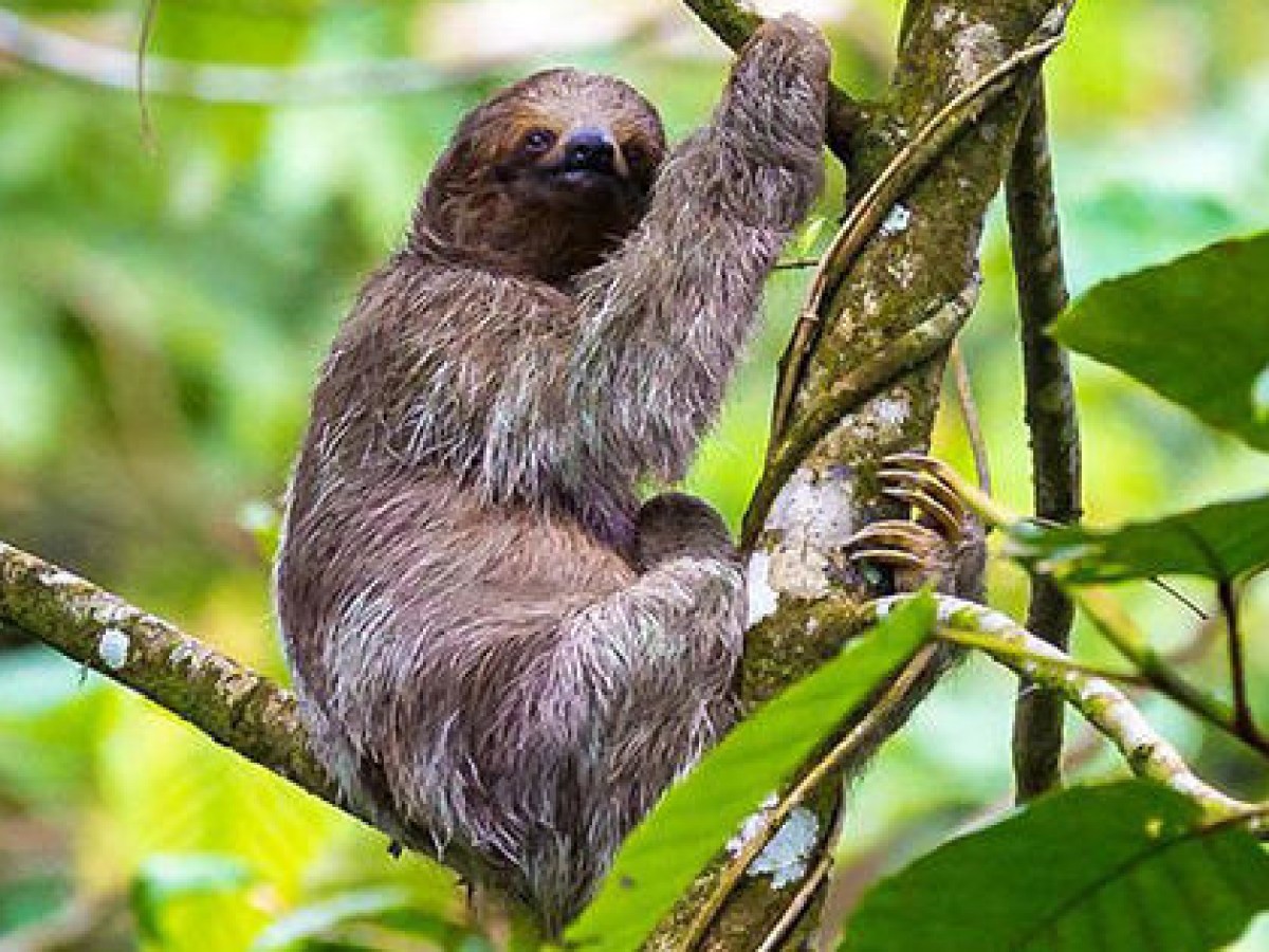 three toed sloth in the jungle of costa rica