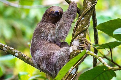 three toed sloth in the jungle of costa rica