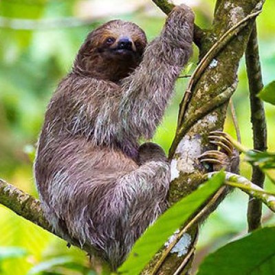 three toed sloth in the jungle of costa rica