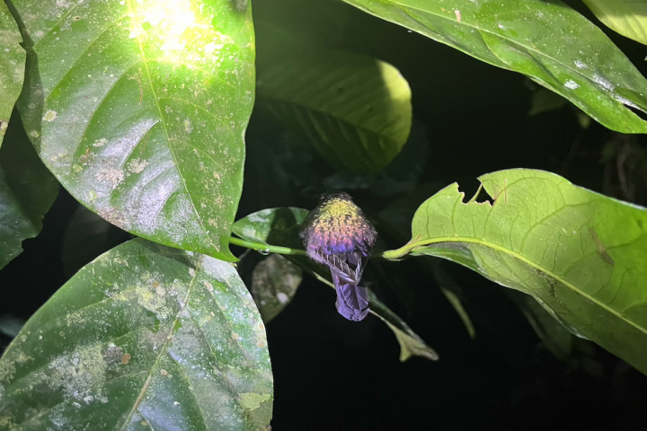 a close up of a leaf