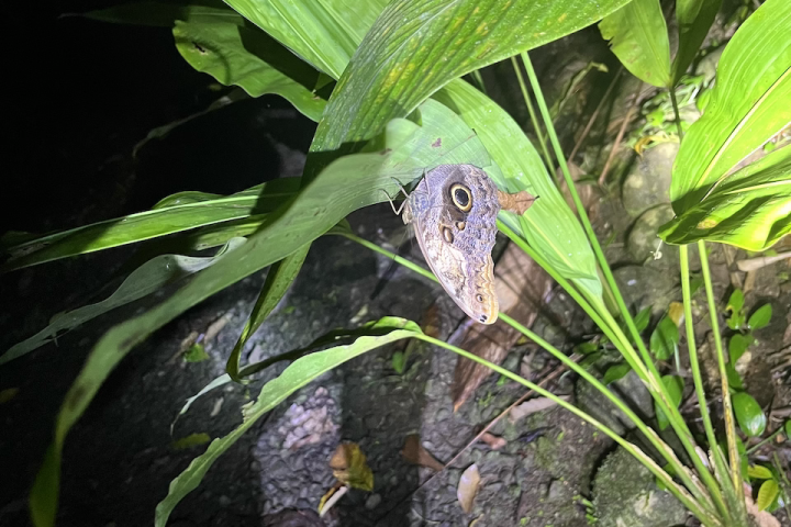 a close up of a green plant