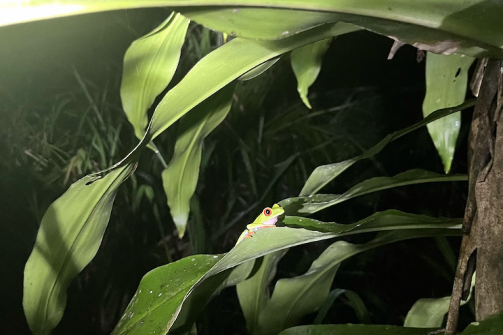 a close up of a green plant